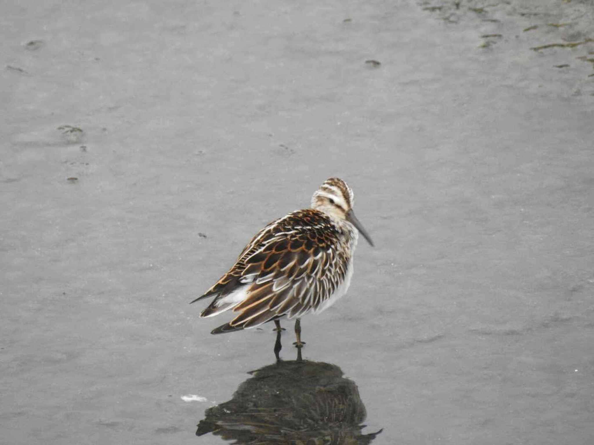 Photo of Broad-billed Sandpiper at 愛知県西尾市 by どらお