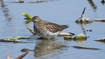 2021年10月2日(土) 愛知県愛西市立田町の野鳥観察記録