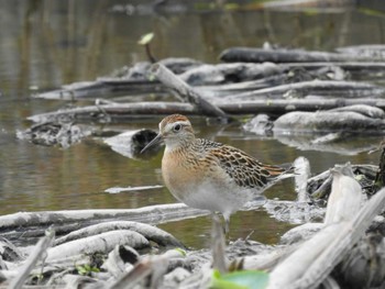 2021年10月10日(日) 愛知県愛西市立田町の野鳥観察記録