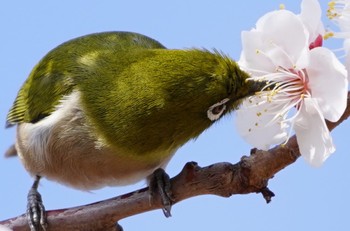 2023年3月5日(日) 城北公園の野鳥観察記録