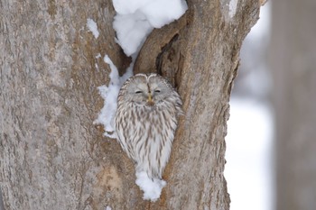 Ural Owl(japonica) キトウシ森林公園 Sun, 2/5/2023