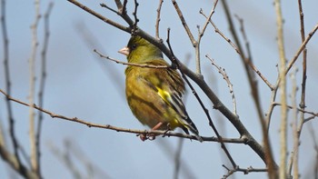 カワラヒワ 武庫川 2023年3月3日(金)