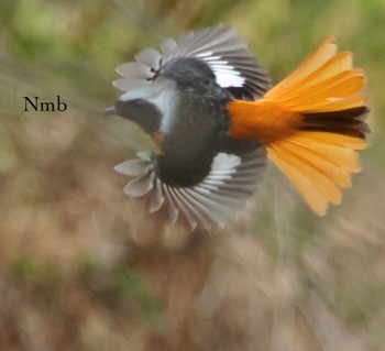 Daurian Redstart Unknown Spots Unknown Date