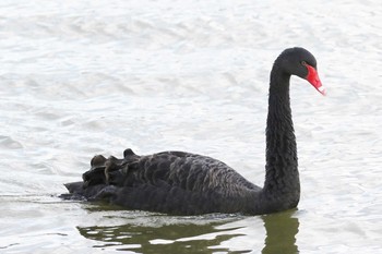 Black Swan Unknown Spots Unknown Date