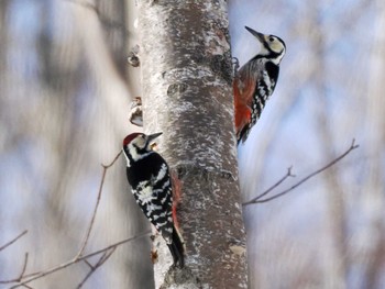 2023年3月5日(日) 盤渓市民の森(札幌市中央区)の野鳥観察記録
