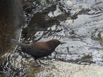 Brown Dipper 養老公園 Sun, 3/5/2023