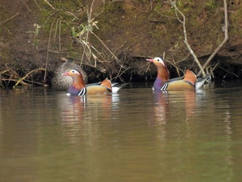 Sun, 3/5/2023 Birding report at 千葉市泉自然公園