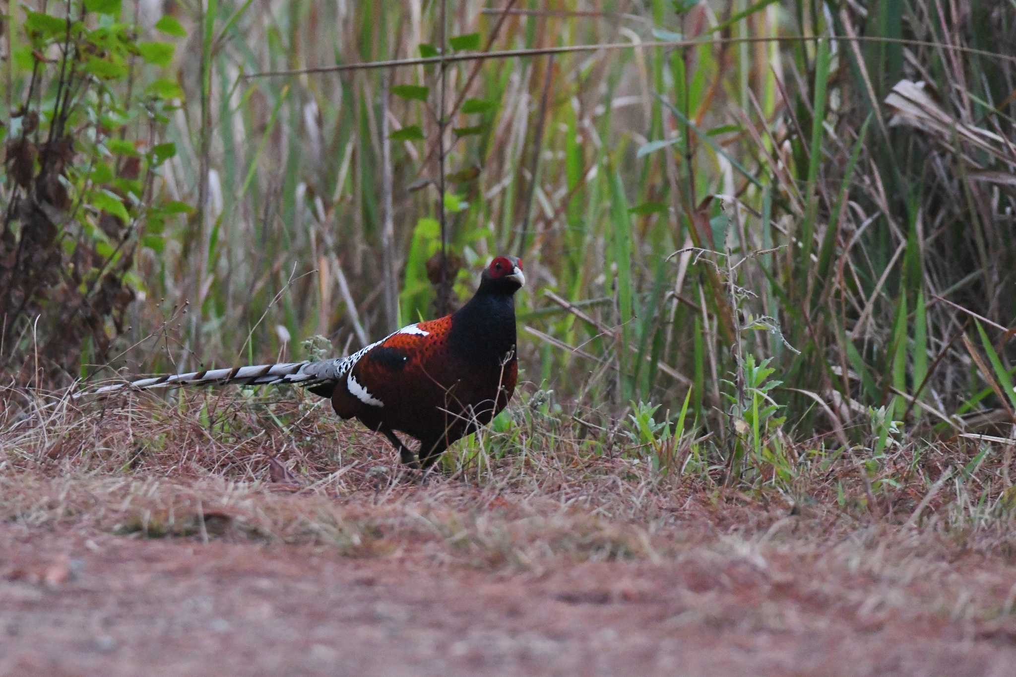 Mrs. Hume's Pheasant