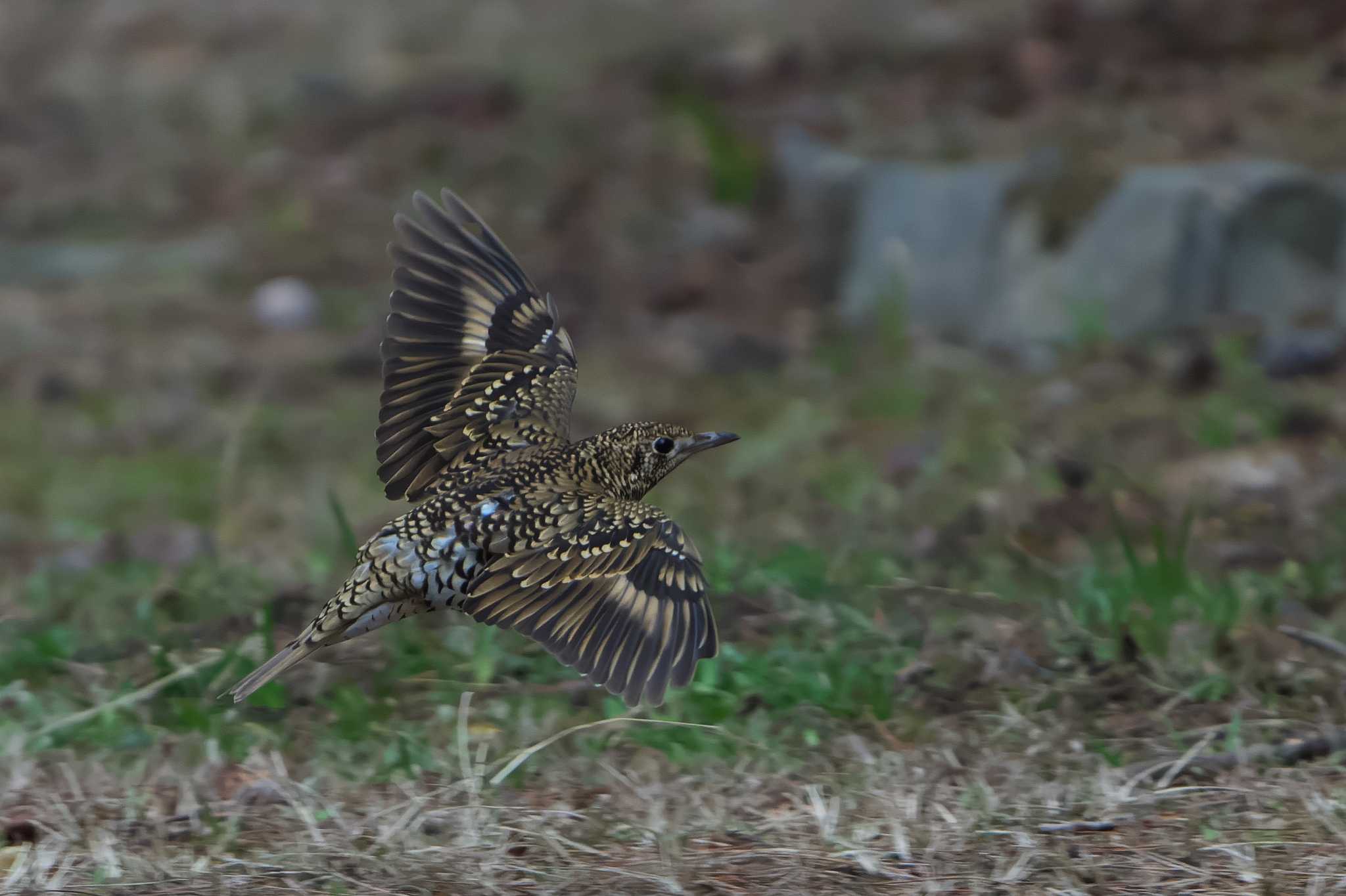 White's Thrush