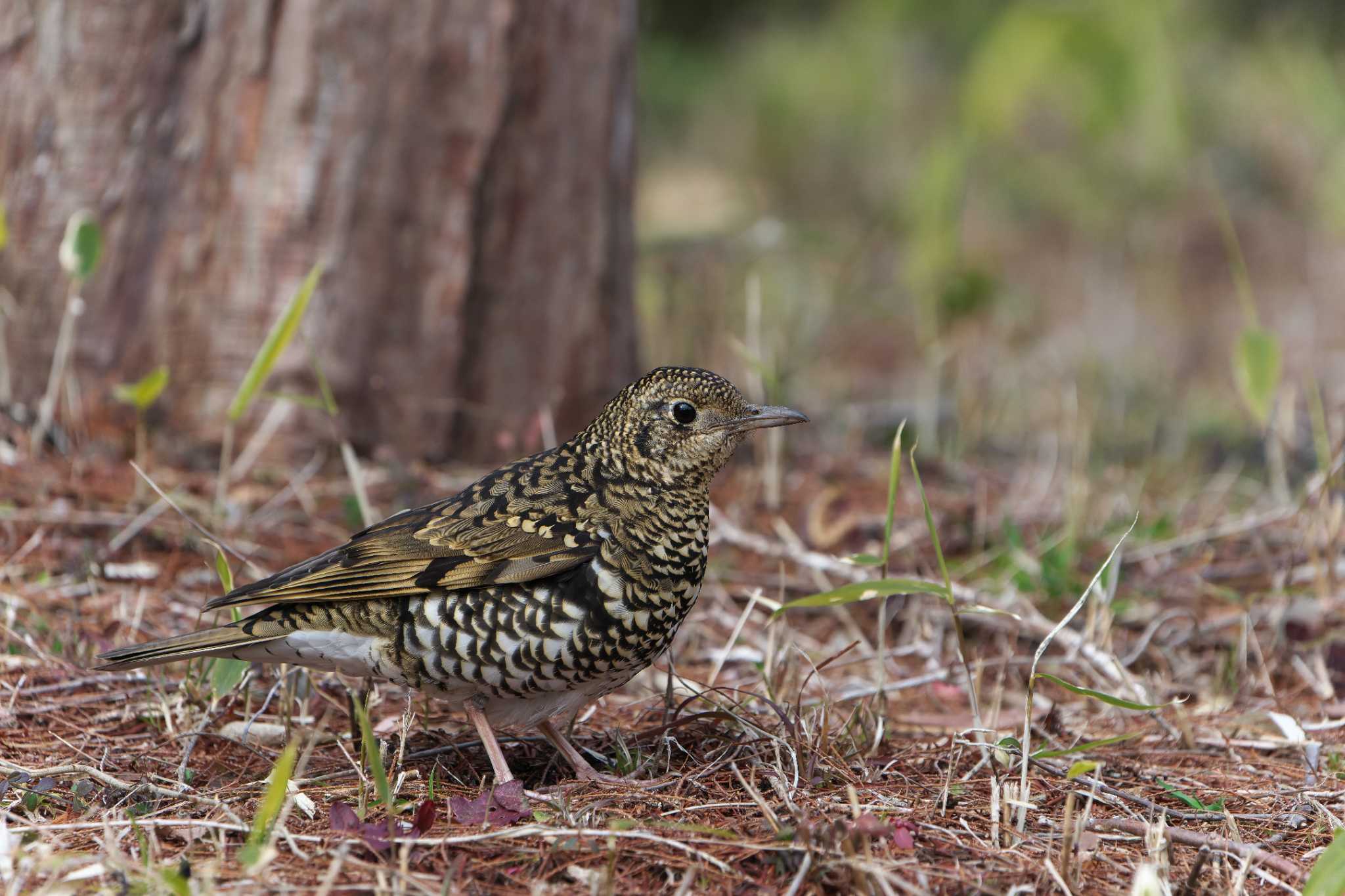 White's Thrush