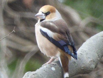 シメ 秋ヶ瀬公園(ピクニックの森) 2023年3月5日(日)