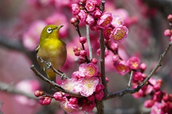 2023年3月4日(土) 大阪の野鳥観察記録