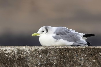 ミツユビカモメ 銚子港 2023年2月23日(木)