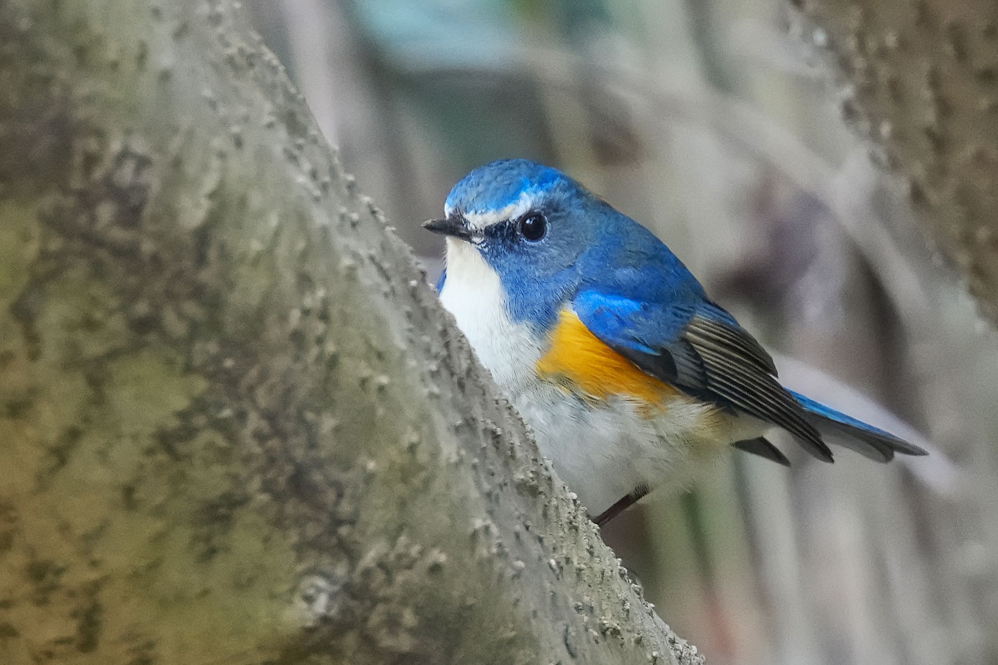 Photo of Red-flanked Bluetail at 狭山湖 by アポちん