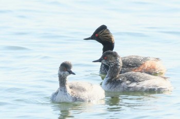 Black-necked Grebe 波崎漁港 Sat, 3/4/2023