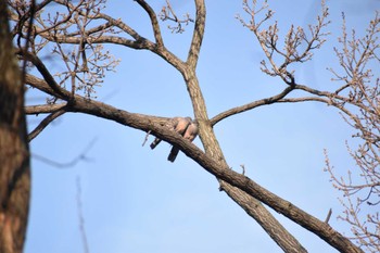 Oriental Turtle Dove 久宝寺緑地公園 Sat, 3/4/2023