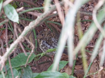 Sun, 3/5/2023 Birding report at 横浜市立金沢自然公園