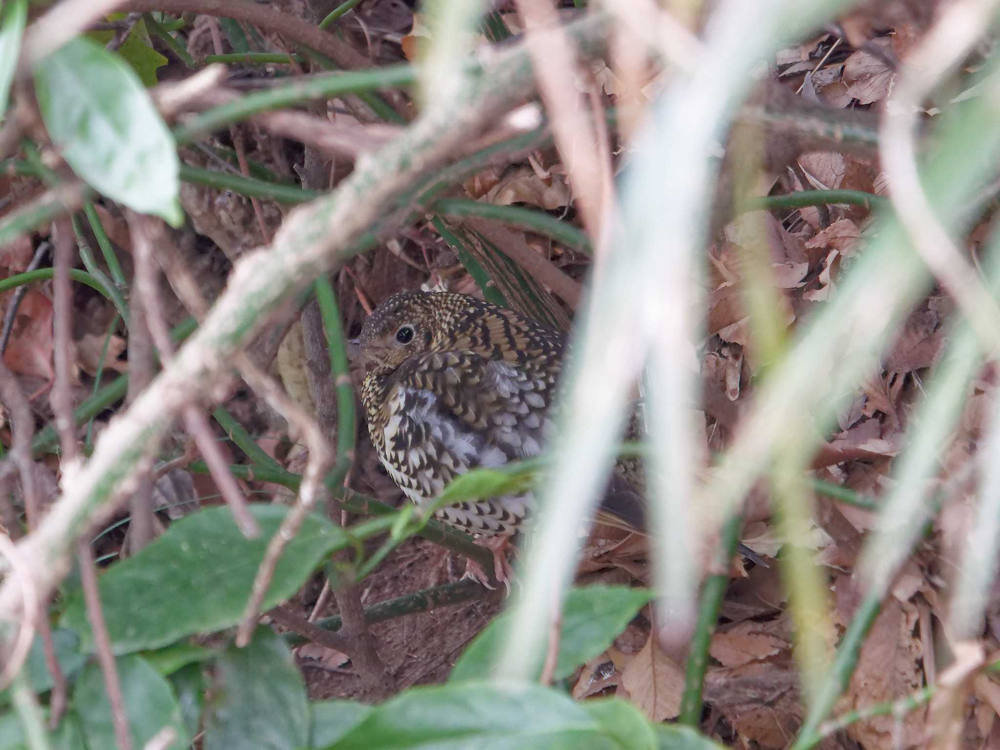 White's Thrush