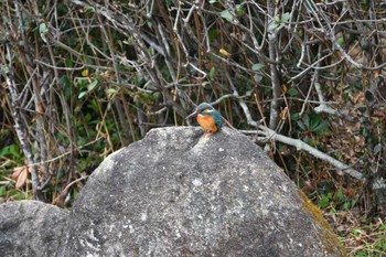 Common Kingfisher 東三河ふるさと公園 Sun, 3/5/2023