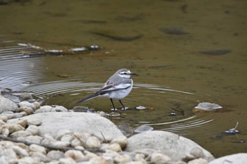 ハクセキレイ 東三河ふるさと公園 2023年3月5日(日)