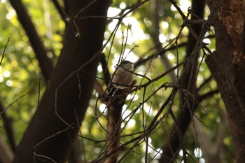 2023年3月5日(日) 谷津干潟の野鳥観察記録