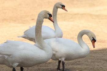 コブハクチョウ 大阪府岸和田市 蜻蛉池公園 2023年2月25日(土)