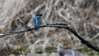 2023年3月5日(日) 小諸発電所第一調整池(杉の木貯水池)の野鳥観察記録