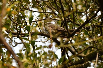 Brown-eared Bulbul 小牧山城 Sat, 3/4/2023