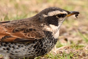 Dusky Thrush Toneri Park Sun, 3/5/2023