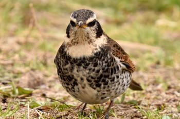 Dusky Thrush Toneri Park Sun, 3/5/2023