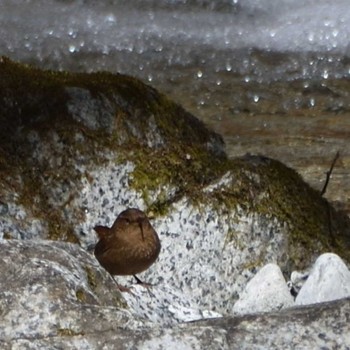 Eurasian Wren 畦ヶ丸 Sat, 3/4/2023