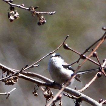 Long-tailed Tit 畦ヶ丸 Sat, 3/4/2023