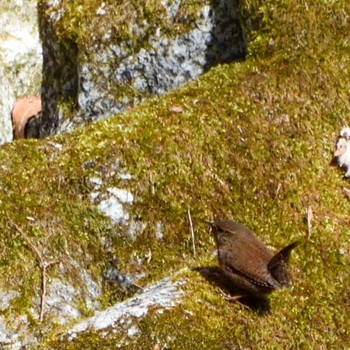 Eurasian Wren 畦ヶ丸 Sat, 3/4/2023