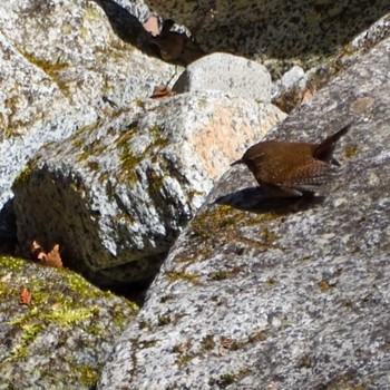 Eurasian Wren 畦ヶ丸 Sat, 3/4/2023