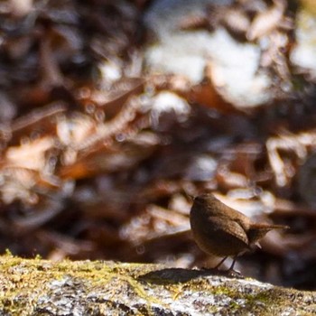 Eurasian Wren 畦ヶ丸 Sat, 3/4/2023