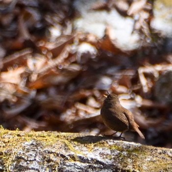 Eurasian Wren 畦ヶ丸 Sat, 3/4/2023