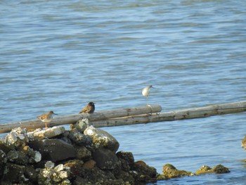 Marsh Sandpiper Osaka Nanko Bird Sanctuary Sun, 3/5/2023