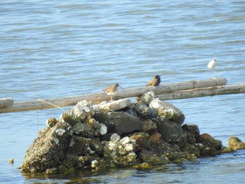 アカアシシギ 大阪南港野鳥園 2023年3月5日(日)