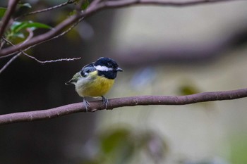 Yellow-bellied Tit Unknown Spots Sun, 3/5/2023