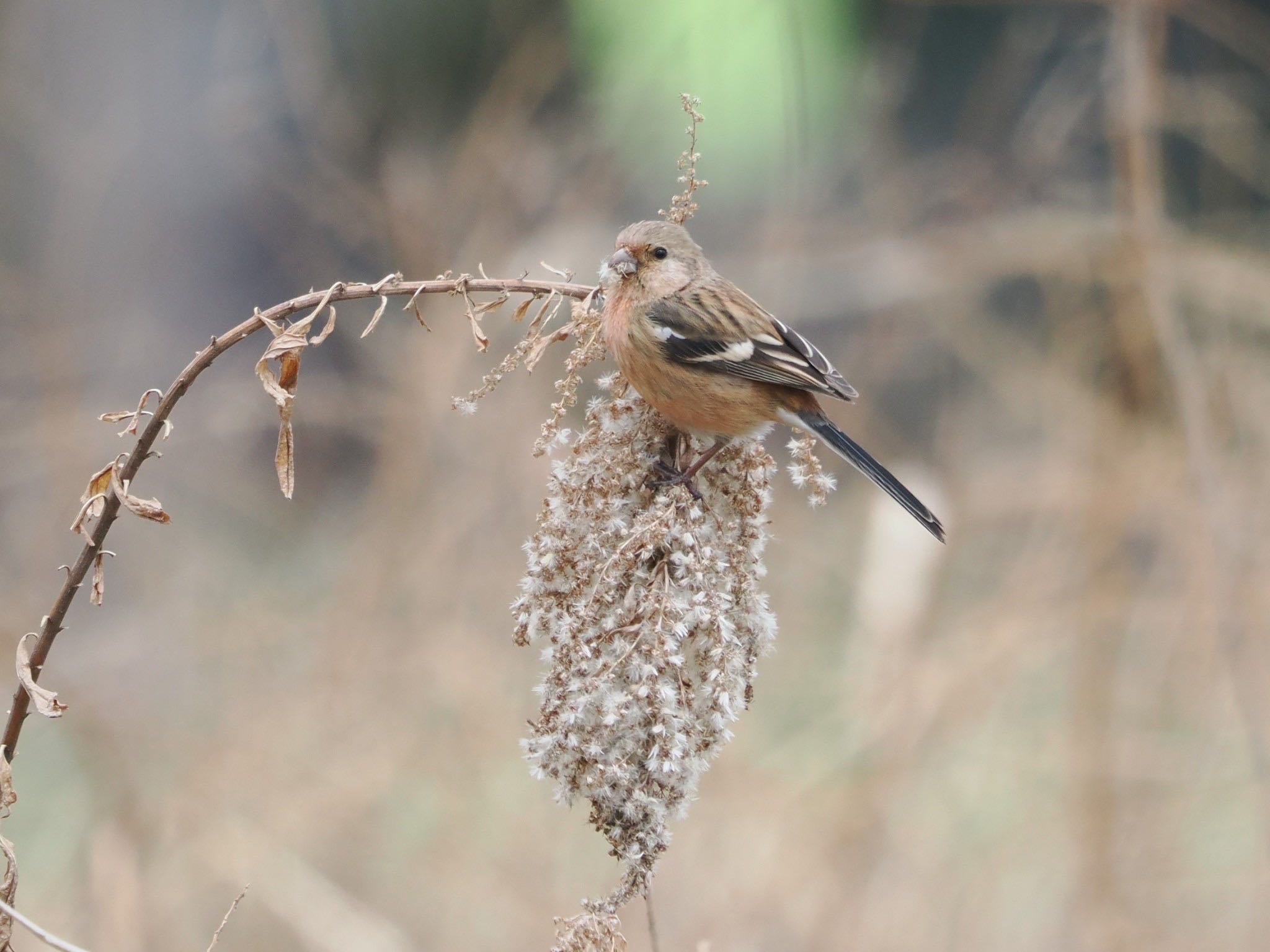 Siberian Long-tailed Rosefinch