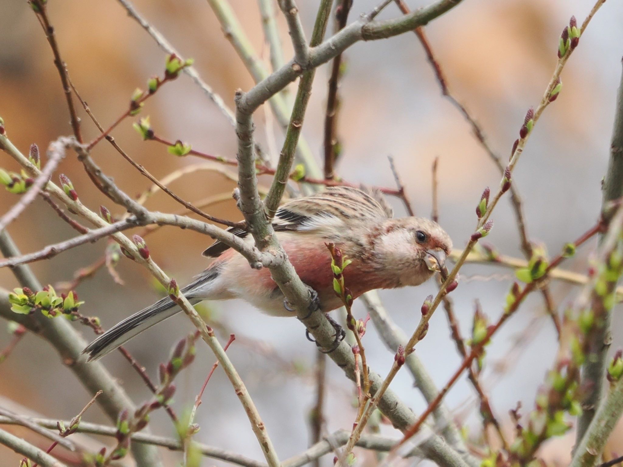 Siberian Long-tailed Rosefinch