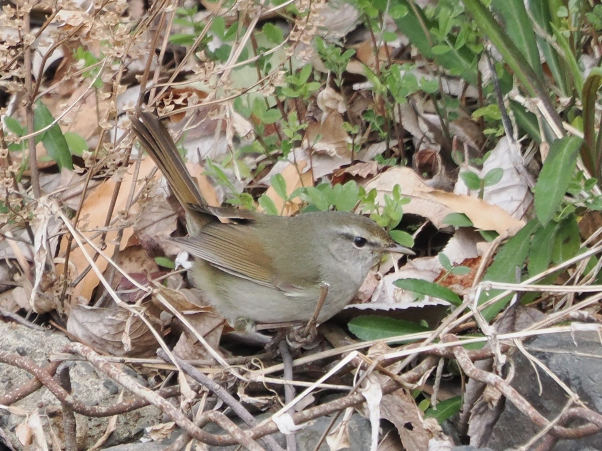 Japanese Bush Warbler