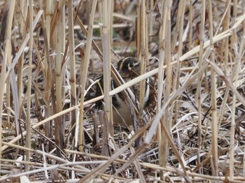 2023年3月5日(日) 水元公園の野鳥観察記録