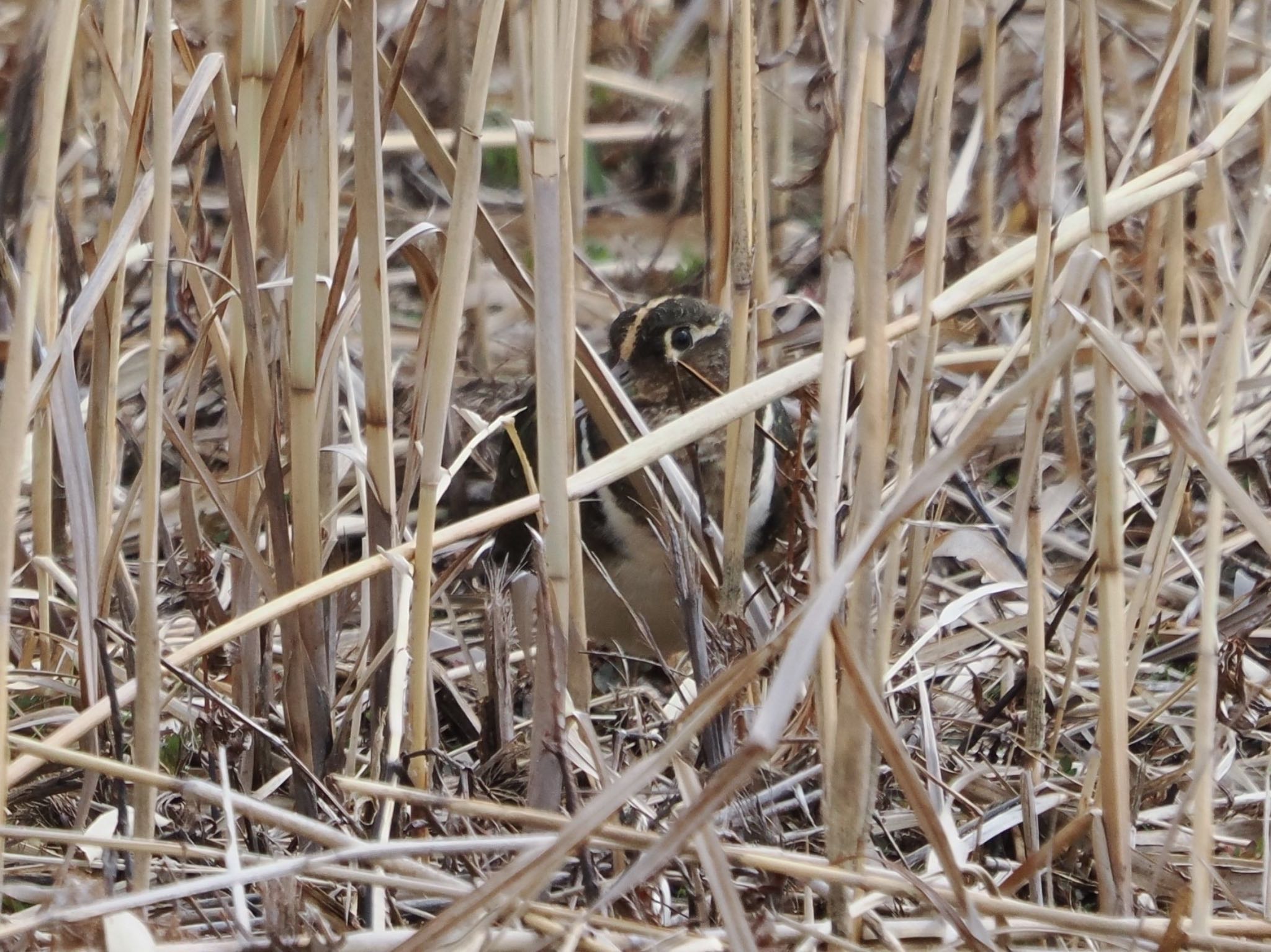 Greater Painted-snipe