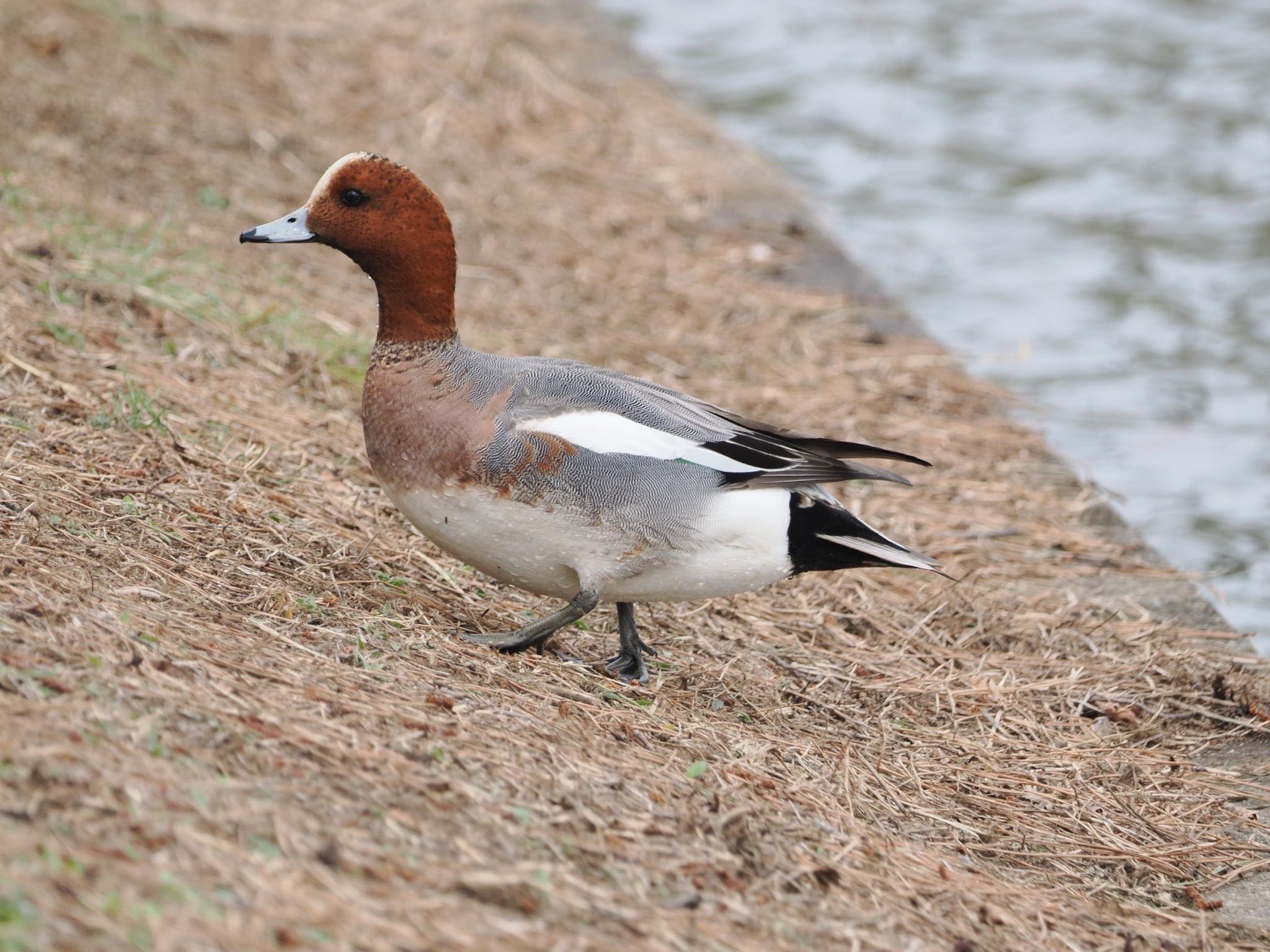 Eurasian Wigeon