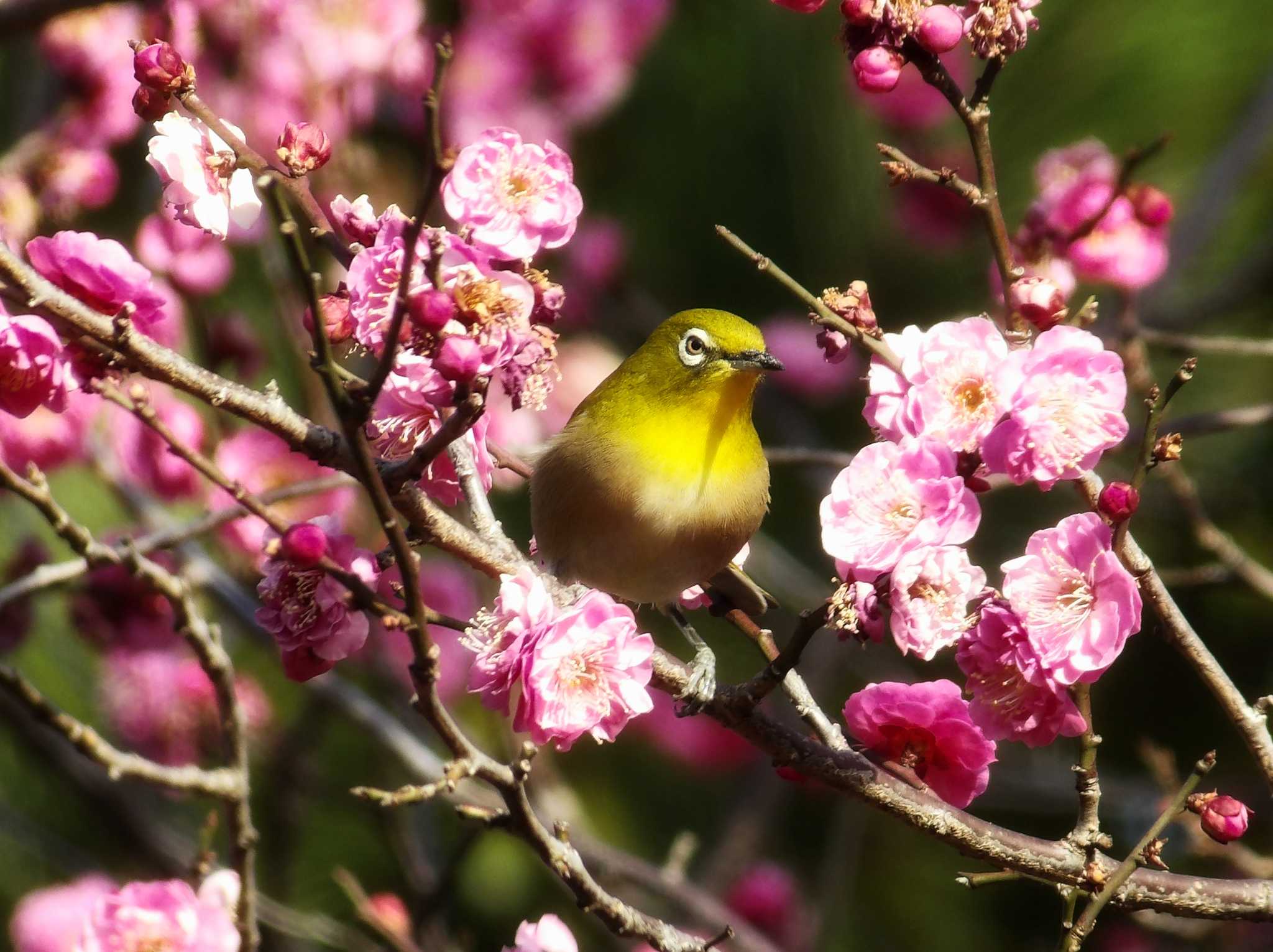 Untitled Photo by ekoneko