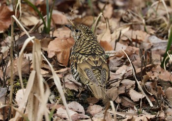 White's Thrush 横浜市 Sun, 3/5/2023