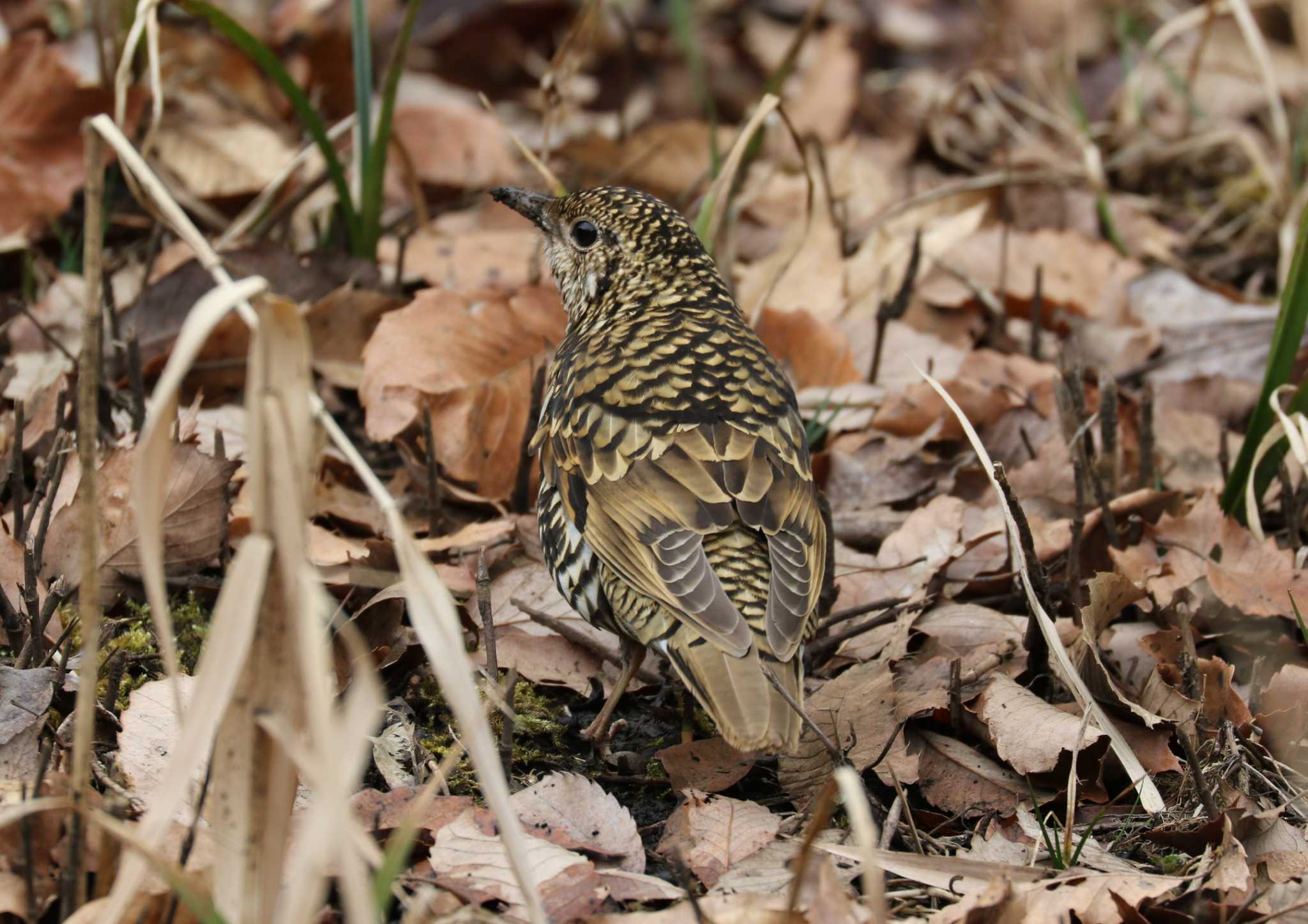 Photo of White's Thrush at 横浜市 by テツ