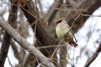 Sun, 3/5/2023 Birding report at 黒川清流公園