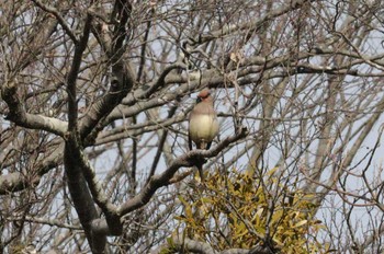 2023年3月1日(水) 秋ヶ瀬公園の野鳥観察記録